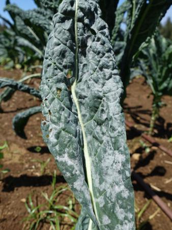 Leaf of lacinato kale speckled with white powdery mildew spots
