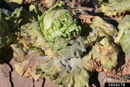 Lettuce plant with outer leaves browning and dying from powdery mildew