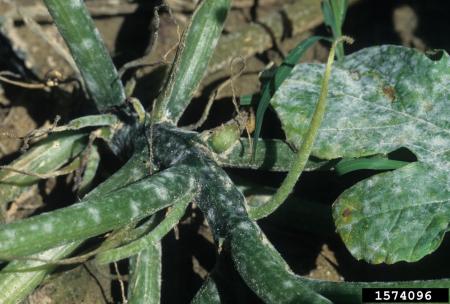 Squash stems and leaves showing white, fuzzy spotting