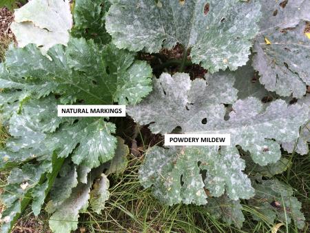Squash leaves showing white powdery mildew fungus, and white natural markings