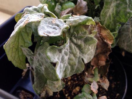 Tomato plant with severe leaf curling, browning, and white powdery mildew fungus