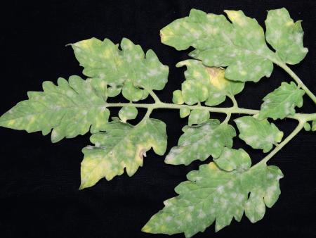 White and yellow spots on upper surface of tomato leaves