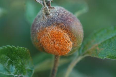 An immature apple partially covered by orange powdery material