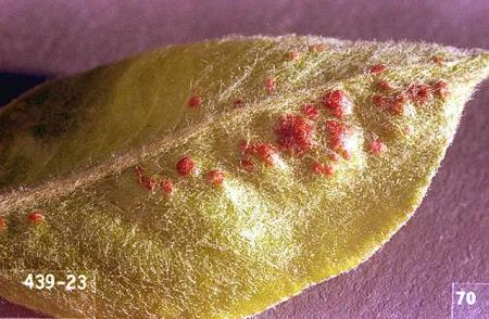 The underside of a pear leaf with reddish raised spots