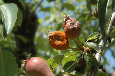 A malformed, immature pear covered with orange dusty material, with normal pears nearby