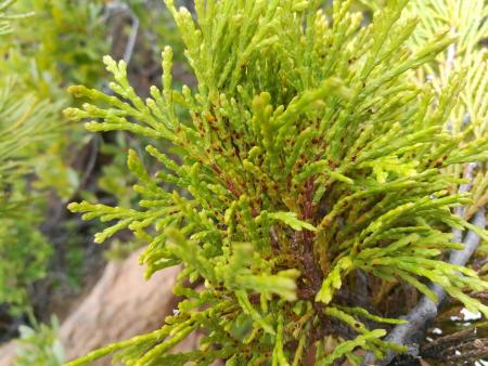 A spray of incense-cedar foliage with small dark brown spots along the inner stems