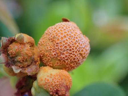 Small fruits heavily covered by small orange cups