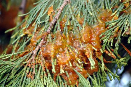 A spray of cedar foliage with orange jelly-like material 