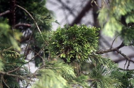 A densely branched section of a cedar tree