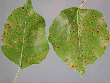 Small rusty spots scattered on flowering pear leaves