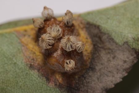 A pear leaf with an aecia that has burst open, revealing fruiting bodies with trellis-like slits