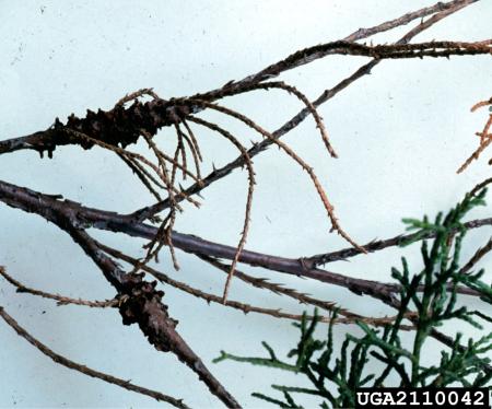 Stems of a juniper with two narrowly swollen areas, and many dead or missing twigs