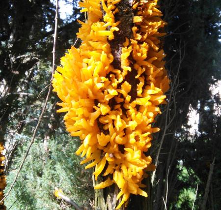 A clump of bright orange, curved telia sprouting from a stem