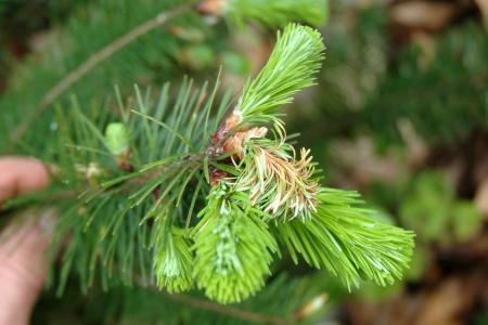 Douglas-fir with new shoot wilt and dieback