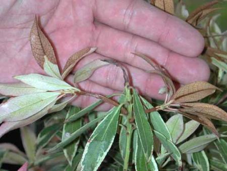 A hand cupping brown leaves on a branch of Pieris