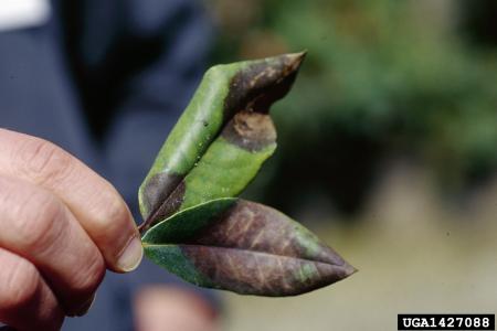 Leaf blight - Rhododendron leaves with brown, dead areas