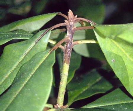 Shoot tip dieback - several inches of Rhododendron shoot tip are dying