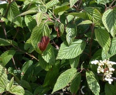 Viburnum plant with dead spots on some leaves