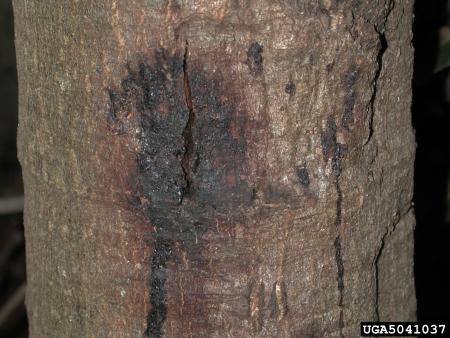Dark, discolored area on tree trunk, with drip marks from oozing sap