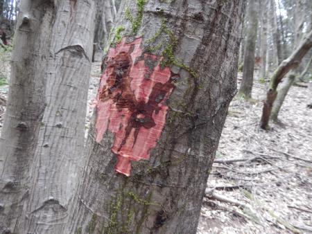 Red and brown canker on trunk of tree, exposed by removal of bark