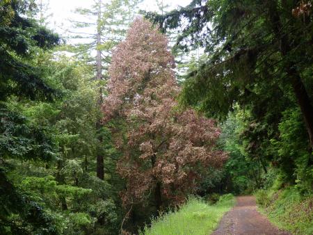 Dead tanoak in forest, with leaves still attached