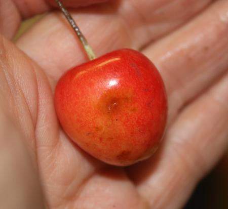 Cherry with bruised-looking spot