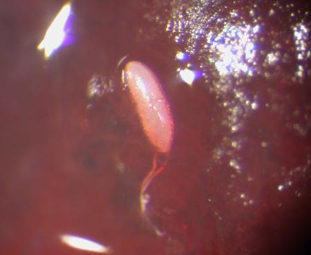 Single white egg of SWD