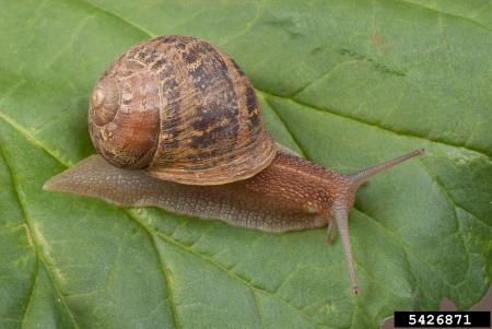Brown snail on leaf