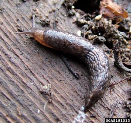 Gray garden slug