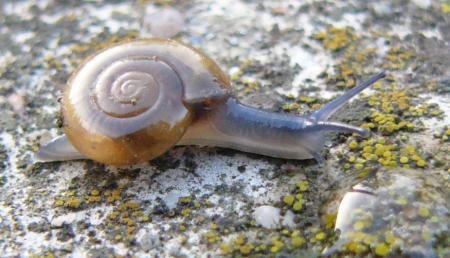 Glass snail