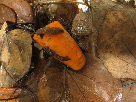 Slug eating a carrot