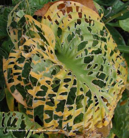Hosta leaf with many holes