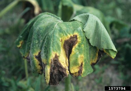 Wilted squash leaves with yellowing and dead parts