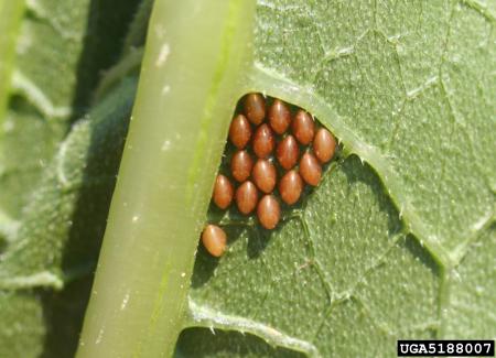 Cluster of copper-colored eggs on underside of leaf