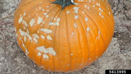 An orange pumpkin with many tan, corky scars from squash bug damage