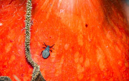 A single squash bug nymph on a deep orange squash