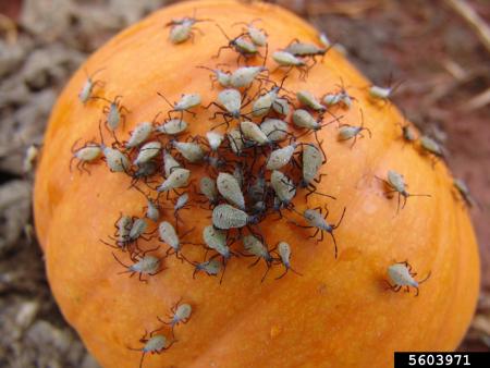 Grayish squash bug nymphs swarming on a pumpkin