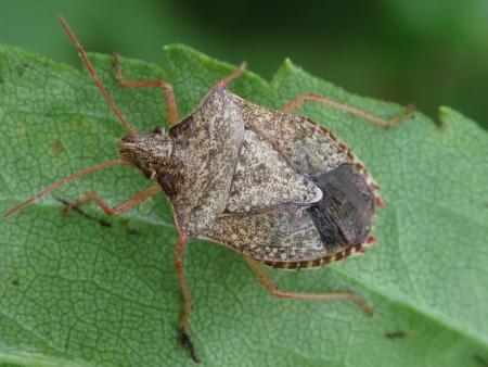 Stink bug looking similar to squash bug, but wider