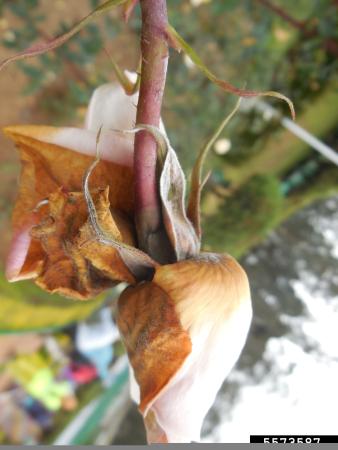Unopened bud turning brown