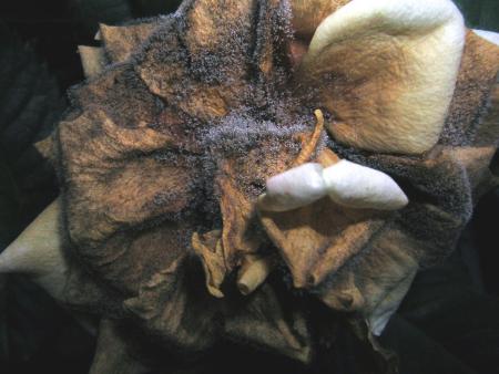 Dead rose growing fuzzy gray mold