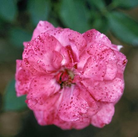 Rose flower petals with darker spots