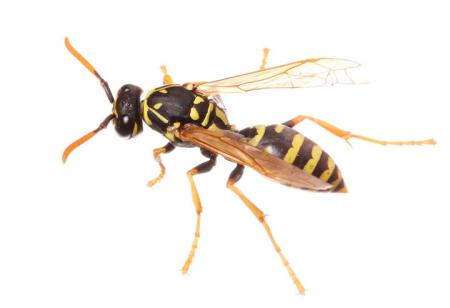 Paper wasp