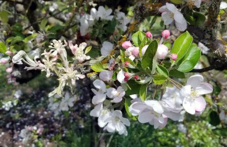 Flowers on left are distorted and covered with white powder. Flowers on right are healthy.