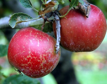 Brown streaks of russeting on red apples