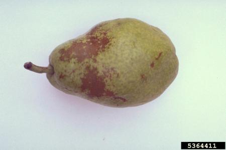 Brown patches of russeting on pear