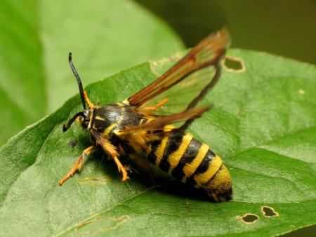 Mothe with yellowjacket-like striping and clear wings