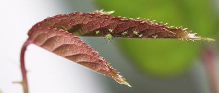 Aphids on underside of rose leaf