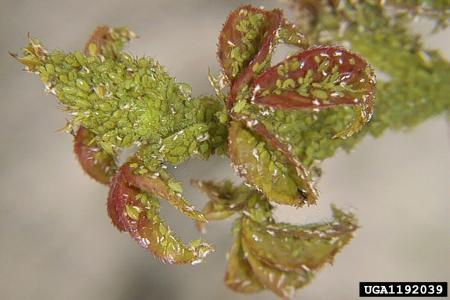 Rose aphid infestation and damage