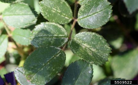 Rose leafhopper damage