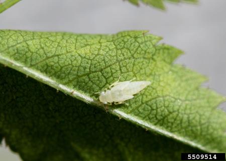 Leafhopper nymph on leaf